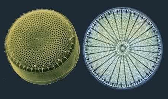 (一)認識硅藻土